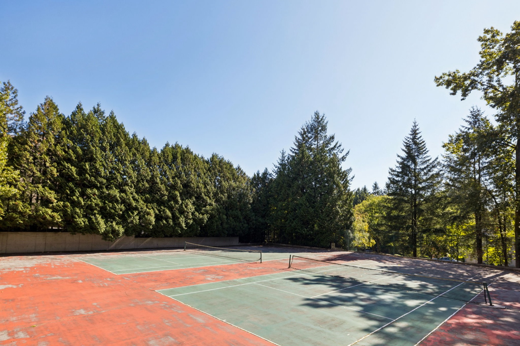 The tennis court, edged by tall evergreens.