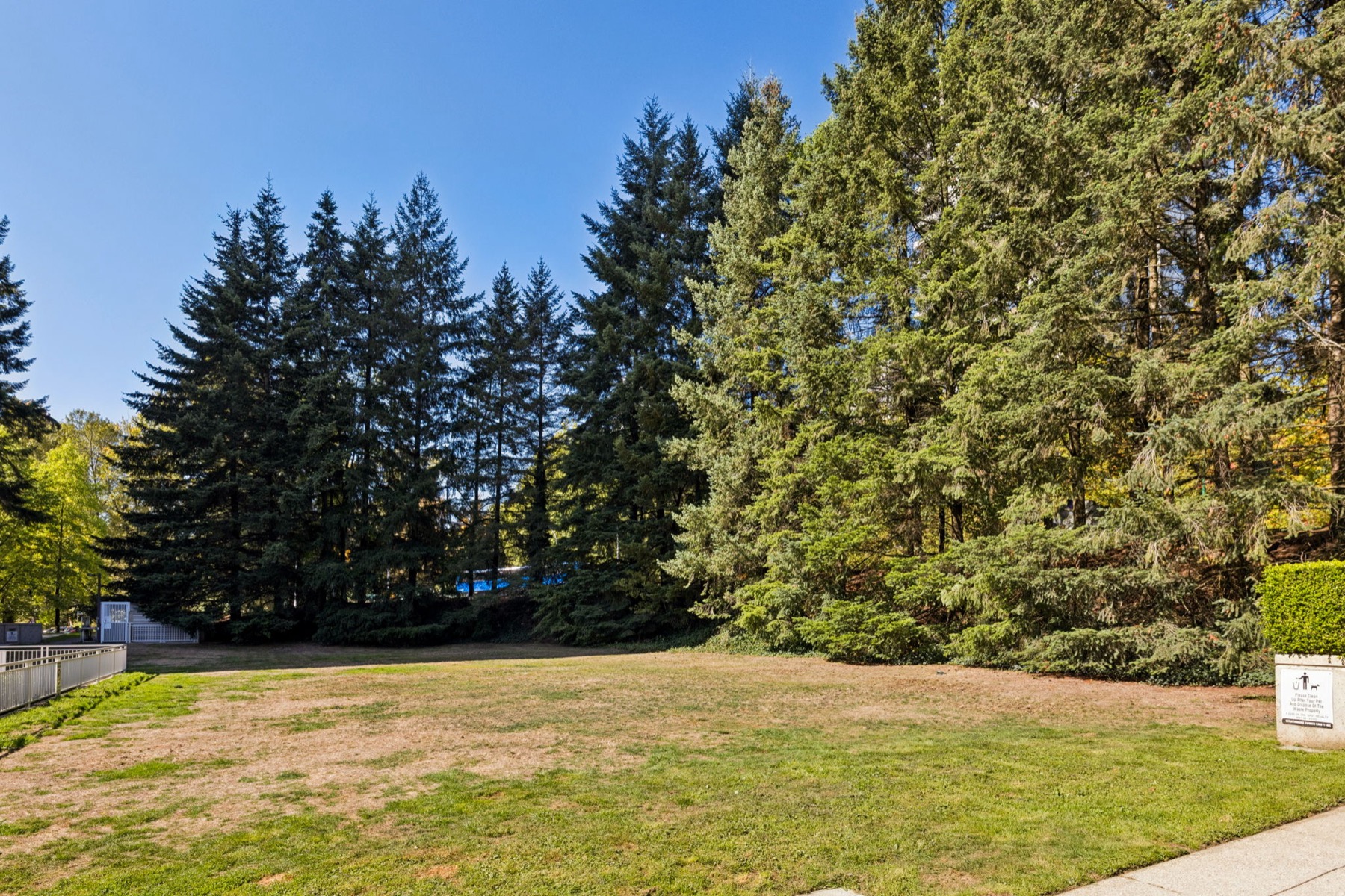The lawn in the grounds, evergreens along its edge.